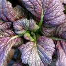 Red Giant Mustard ( ) Fresh SEEDS  salads Greens 10000 SEEDS