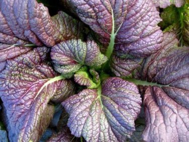 Red Giant Mustard ( ) Fresh SEEDS  salads Greens 10000 SEEDS