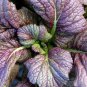 Red Giant Mustard ( ) Fresh SEEDS  salads Greens 10000 SEEDS