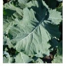 1000 SEEDS PREMIER Kale Compact Vigorous Leaves 1' long! Cold hardy