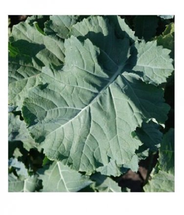 1000 SEEDS PREMIER Kale Compact Vigorous Leaves 1' long! Cold hardy