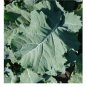 1000 SEEDS PREMIER Kale Compact Vigorous Leaves 1' long! Cold hardy