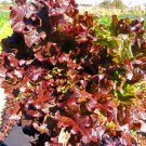 Red Salad Bowl Loose Leaf Lettuce 16000SEEDS Fresh  Beautiful