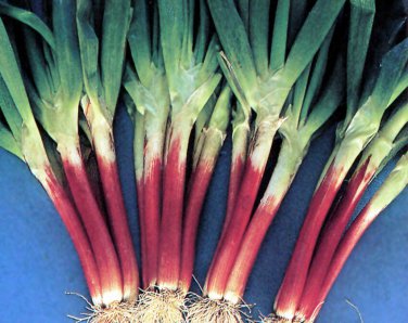 Red Beard Japanese Bunching Onion 200 SEEDS Rare Delicious violet stalk scallion