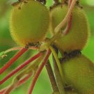 Kiwi Fruit Gooseberry 2000 SEEDS Actinidia chinensis Green Vine