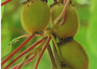 Kiwi Fruit Gooseberry 2000 SEEDS Actinidia chinensis Green Vine
