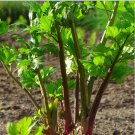Redventure Red Celery! 1000 SEEDS ORGANIC  Rare Bulk
