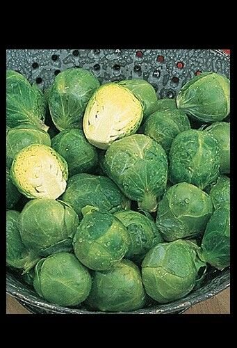 BRUSSELS Sprouts Long Island Improved 8000 SEEDS