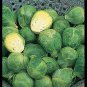 BRUSSELS Sprouts Long Island Improved 8000 SEEDS