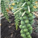 BRUSSELS Sprouts Long Island Improved 16000 SEEDS