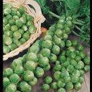 BRUSSELS Sprouts Long Island Improved 32000 SEEDS