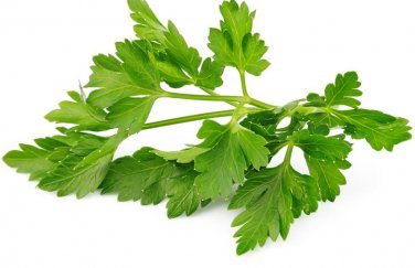 Winter Chervil herb 6000 SEEDS