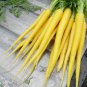 Solar Yellow Carrot 2000 SEEDS