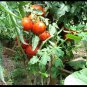 Homestead Tomato 6400 SEEDS