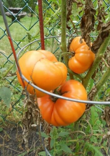 Kellogg's Breakfast Tomato 400 SEEDS