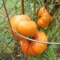 Kellogg's Breakfast Tomato 400 SEEDS