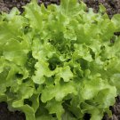 Green Salad Bowl Loose Leaf Lettuce 16000 SEEDS