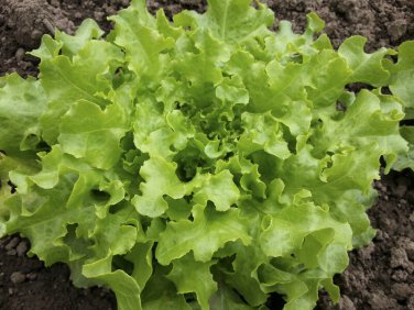 Green Salad Bowl Loose Leaf Lettuce 16000 SEEDS