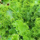 Southern Giant Curled Mustard 5000 SEEDS
