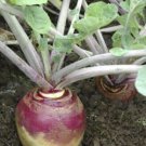 Rutabaga American Purple Top 16000 SEEDS