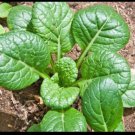Tatsoi 4000S EEDS Green Asian Mustard Thick Tender High Vitamin