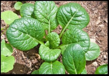 Tatsoi 4000S EEDS Green Asian Mustard Thick Tender High Vitamin