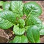Tatsoi 4000S EEDS Green Asian Mustard Thick Tender High Vitamin