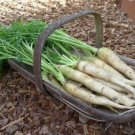 Lunar White Carrots 16000 SEEDS