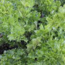 Redpar Cutting Red Celery! 1000 SEEDS