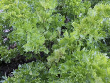 Redpar Cutting Red Celery! 1000 SEEDS