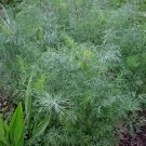 Dill Dukat 2000 SEEDS Fresh  culinary Herb Kitchen Sweet Aromatic
