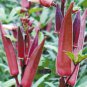 Red Burgundy Okra 1000 SEEDS