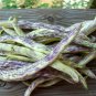 Dragon's Tongue 100 Beans Wax Bush  Large Cream Purple pods