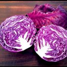 Red Acre Cabbage 8000 SEEDS  purple tender healthy Leaves Early