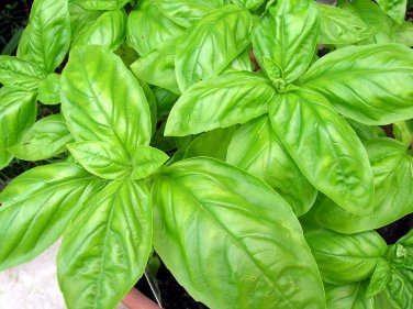 Basil Large Leaf Italian 16000 SEEDS