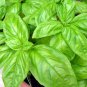 Basil Large Leaf Italian 16000 SEEDS