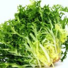 Green Curled Rufflec ENDIVE 4000 SEEDS