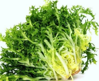 Green Curled Rufflec ENDIVE 4000 SEEDS