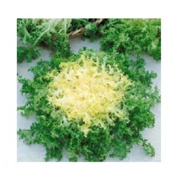 Green Curled Rufflec ENDIVE 5000 SEEDS