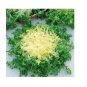 Green Curled Rufflec ENDIVE 5000 SEEDS