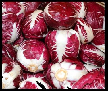 Radicchio Rouge De Verona 10.000 SEEDS