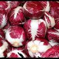 Radicchio Rouge De Verona 10.000 SEEDS