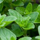 Italian Oregano 64000 SEEDS Origanum Vulgare Bulk Wholesale pizza spice