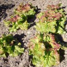 PRIZEHEAD Loose Leaf Lettuce 5000 through SEEDS Bulk Fast grower 45 days