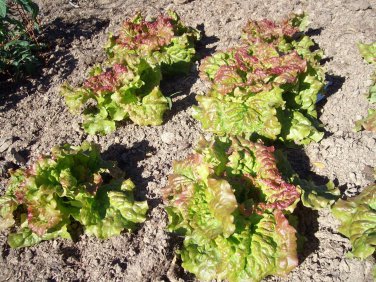 PRIZEHEAD Loose Leaf Lettuce 5000 through SEEDS Bulk Fast grower 45 days