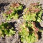 PRIZEHEAD Loose Leaf Lettuce 5000 through SEEDS Bulk Fast grower 45 days