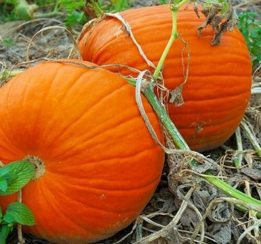 Connecticut Field Pumpkin 200 SEEDS  Bulk Bright Orange