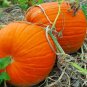 Connecticut Field Pumpkin 200 SEEDS  Bulk Bright Orange