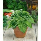 Lettuce Leaf Basil 5000 SEEDS Aromatic Bushy Huge abundant Leaves!