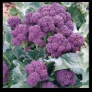 Broccoli Purple Sprouting 4000 SEEDS Cold Hardy! Bulk Rare Fun!